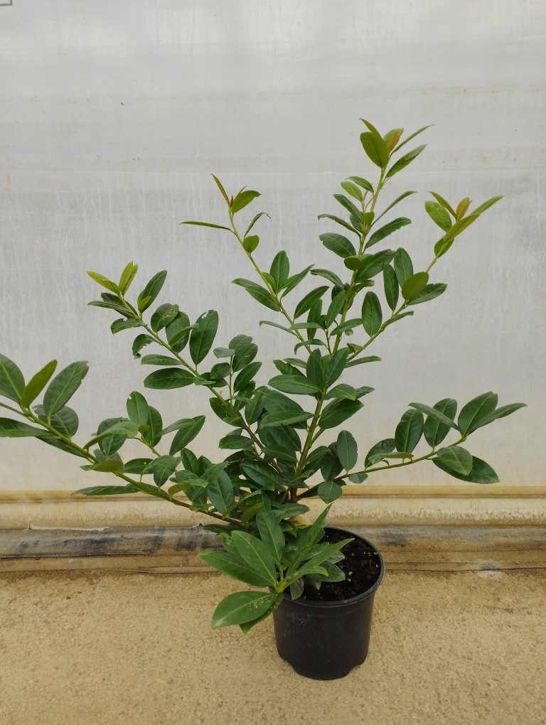 Prunus laurocerasus 'Baumgartner'