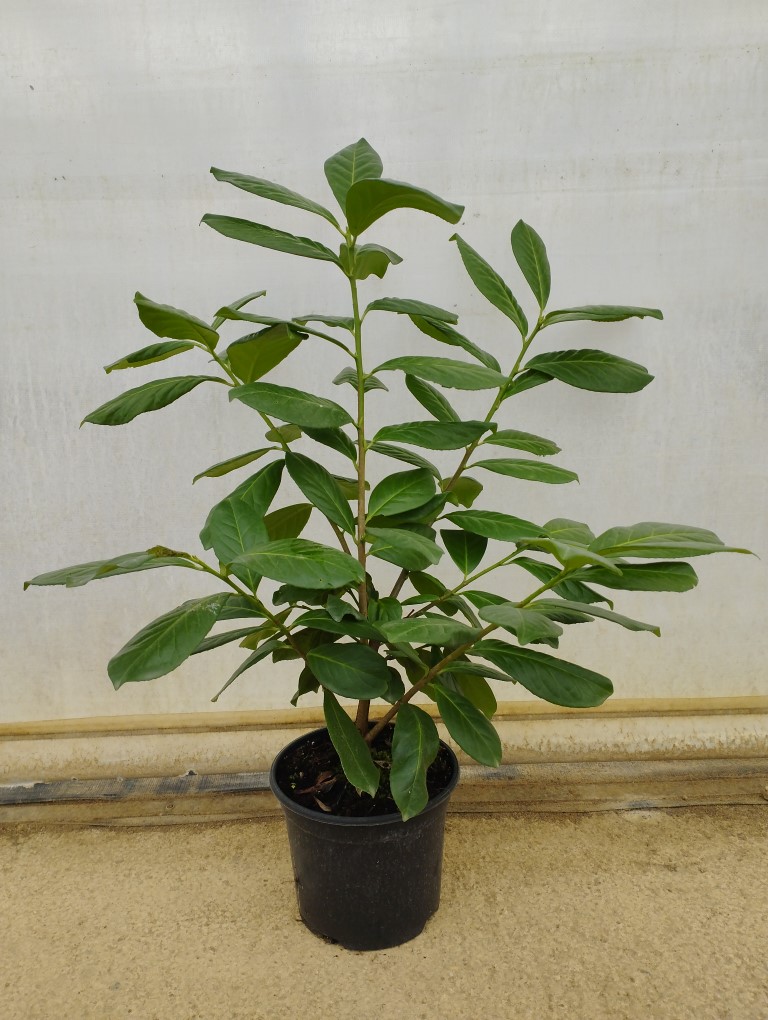 Prunus laurocerasus 'Novita'