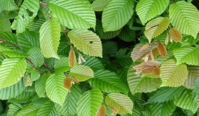 Spiraea vanhouttei (Közönséges gyöngyvessző)