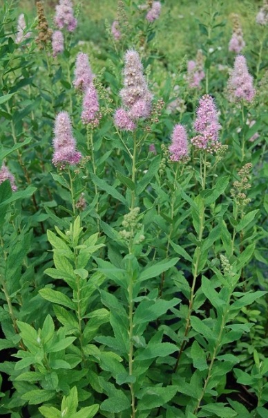 Spiraea billardii