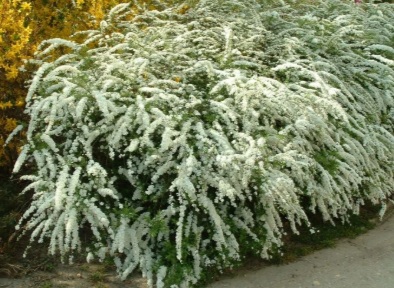 Spiraea cinerea 'Grefsheim' (Hamvas gyöngyvessző)
