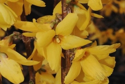 Forsythia Goldrausch (Aranyvessző)