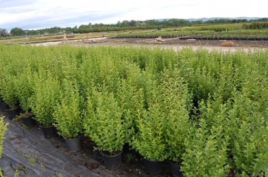 Ligustrum ovalifolium 'Miki Nagylevelü' (Nagylevelű fagyal)