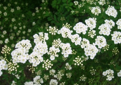 Spiraea nipponica 'Snowmound' (Nipponi gyöngyvessző)