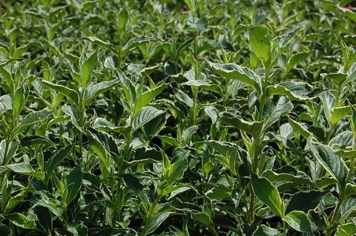 Weigela florida 'Suzanne' (Rózsalonc)