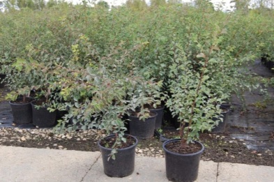Spiraea vanhouttei (Közönséges gyöngyvessző)