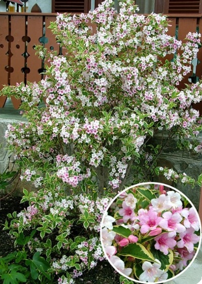 Weigela florida 'Variegata' (Rózsalonc)