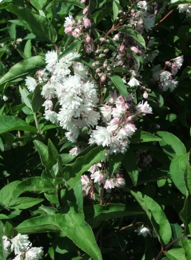 Deutzia scabra 'Codsall Pink' 