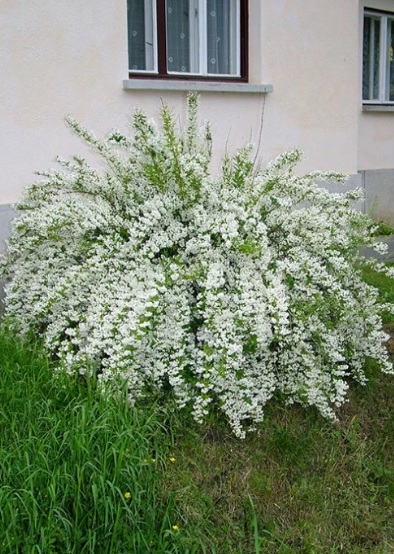 Deutzia gracilis (Karcsú gyöngyvirágcserje)