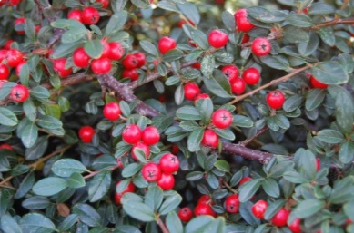 Cotoneaster dammeri 'Coral Beauty' (Szőnyegmadárbirs)
