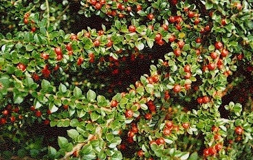 Cotoneaster dammeri 'Eichholcz' (Szőnyegmadárbirs)