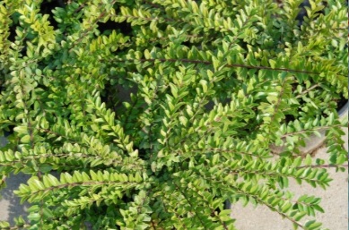 Lonicera nitida 'Maigrün' (Mirtuszlonc)