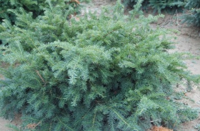 Taxus baccata 'Repandens'