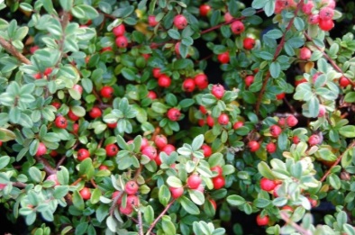 Cotoneaster dammeri 'Skogholm' (Szőnyegmadárbirs)