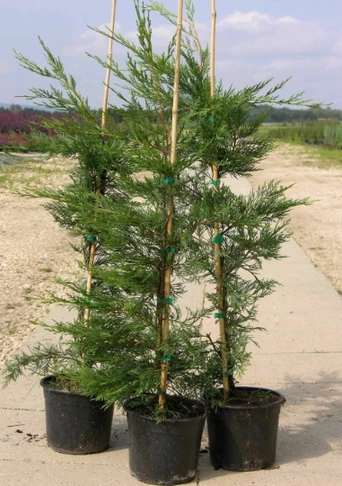 Cupressocyparis leylandii (Leyland-ciprus)