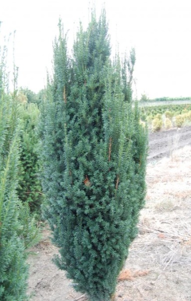 Taxus baccata 'Overeynderi' (Oszlopos Tiszafa)