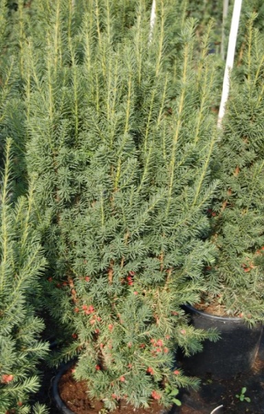 Taxus media 'Hicksii' (tiszafa)