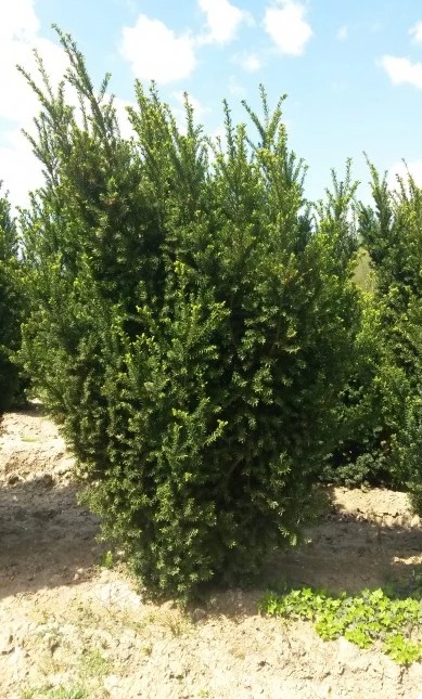 Taxus media 'Hillii'