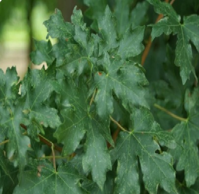 Acer campestre (Mezei juhar)