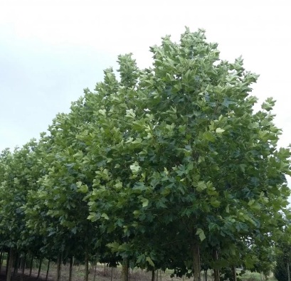 Platanus acerifolia (Juharlevelű platán)