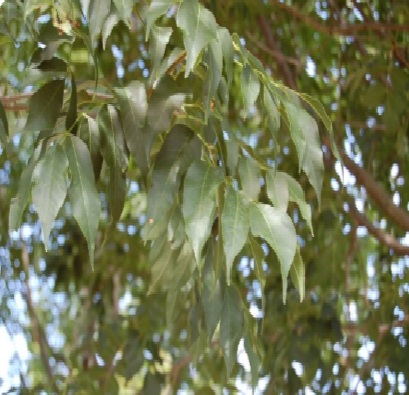 Fraxinus ornus (Virágos kőris)