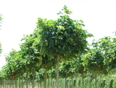 Acer platanoides 'Globosum' (Gömbjuhar)