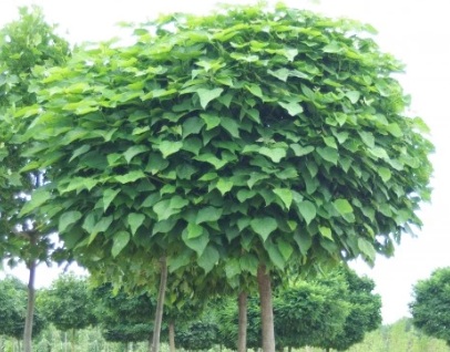 Catalpa bignonioides 'Nana' (Gömb-szivarfa)