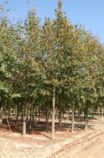 Tilia cordata (Kislevelű hárs)