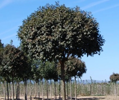 Fraxinus ornus 'Mecsek' (Gömbkőris)
