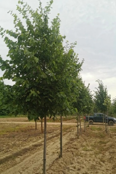 Tilia 'Szent István'