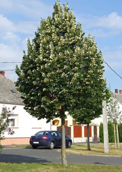 Tilia tomentosa 'Szeleste'