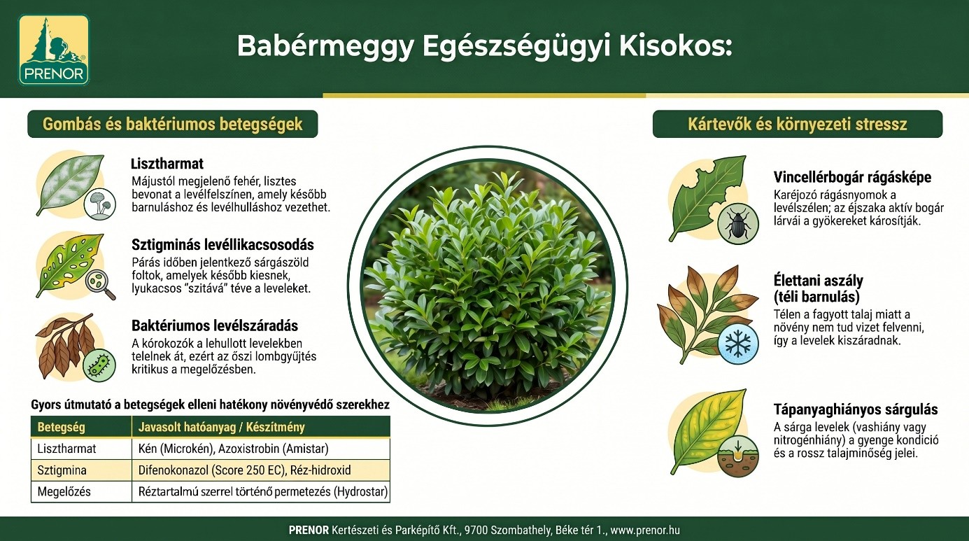 Babérmeggy_egészségügyi_és_növényvédelmi_útmutató_j.jpg