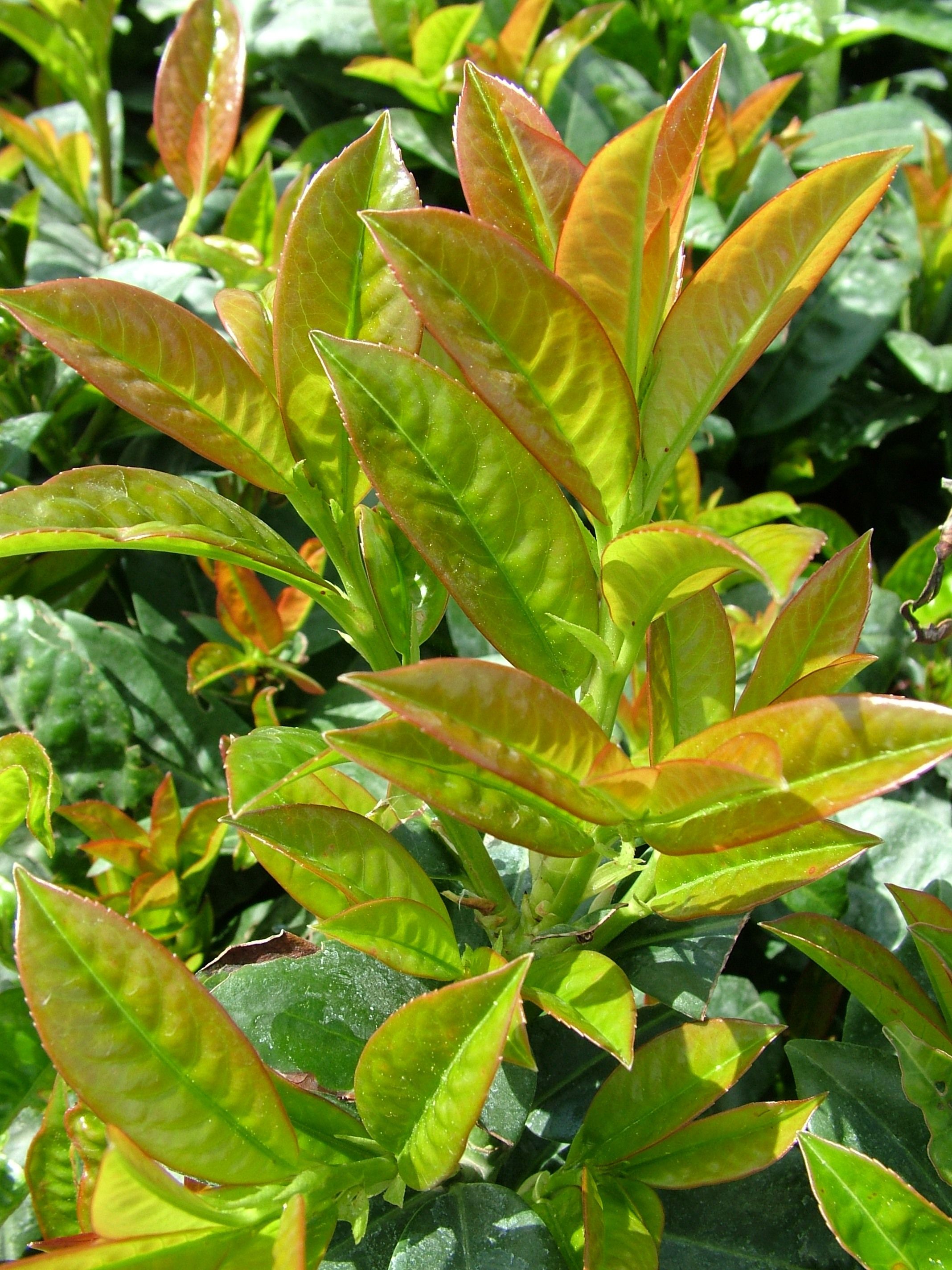 Prunus laurocerasus 'Baumgartner'