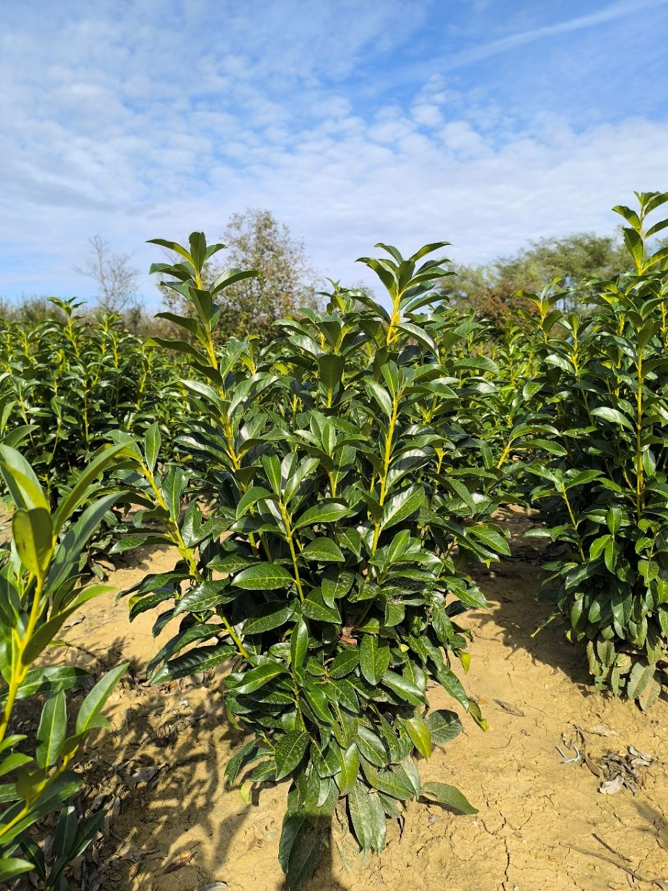 Prunus laurocerasus 'Genolia'