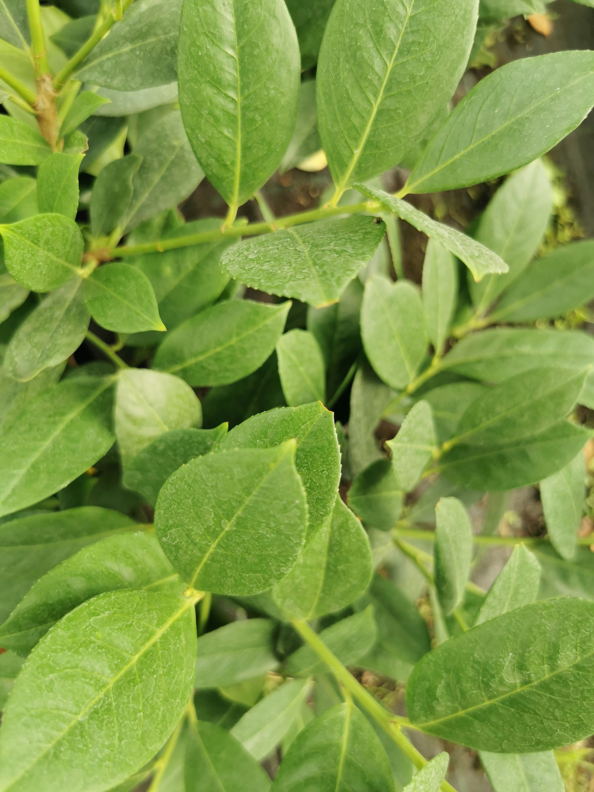 Prunus laurocerasus 'Mano'