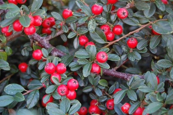 Cotoneaster dammeri Coral Beauty