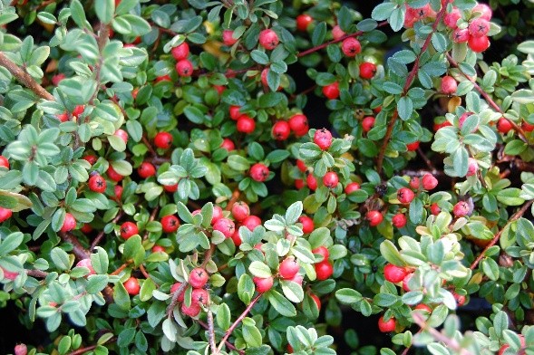 Cotoneaster dammeri Skogholm