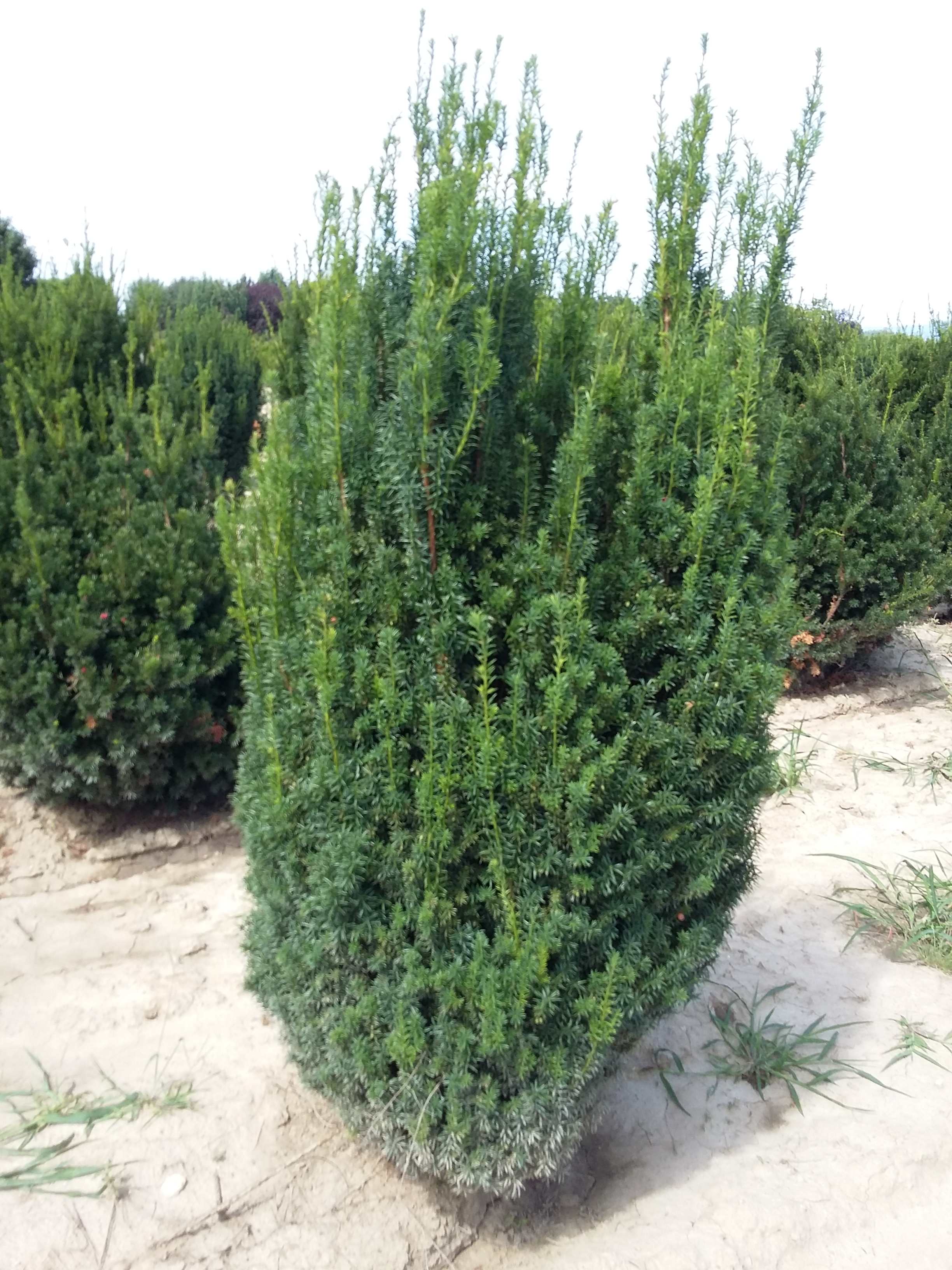 Taxus baccata 'Overeynderi'