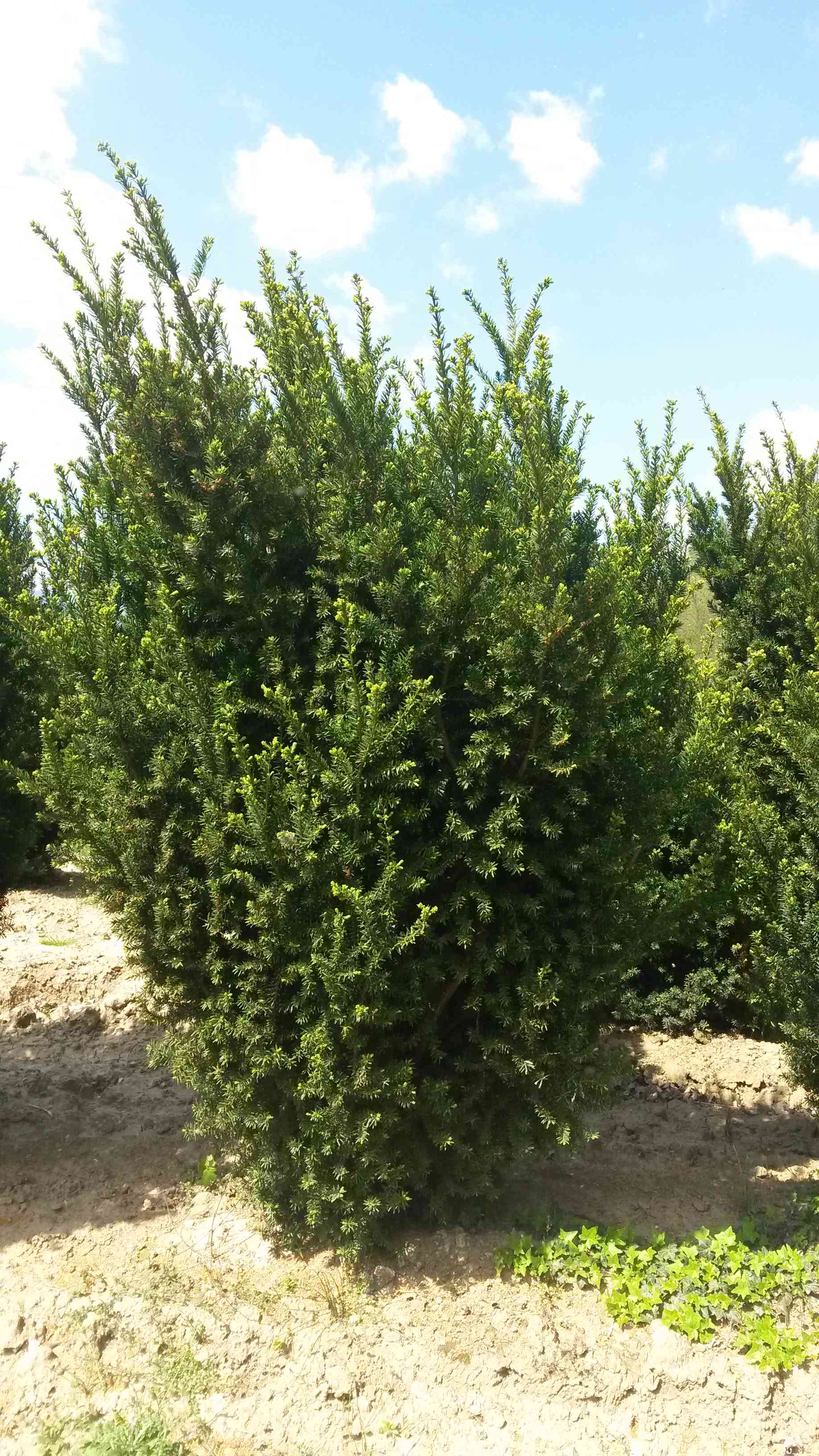 Taxus media 'Hillii'