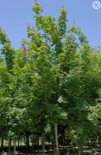 Acer platanoides 'Emerald Queen' (Korai juhar)