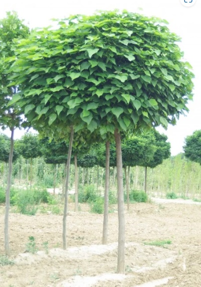 Catalpa bignonioides 'Nana' (Gömb-szivarfa)