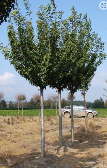 Prunus serrulata 'Kanzan' (Japán díszcseresznye)
